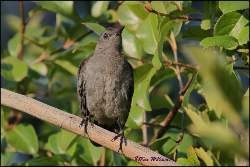 Gray Catbird, Rogers Co yard, OK, 8-20-2023z_3480.jpg