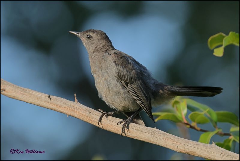 Gray Catbird, Rogers Co yard, OK, 8-20-2023z_3492.jpg