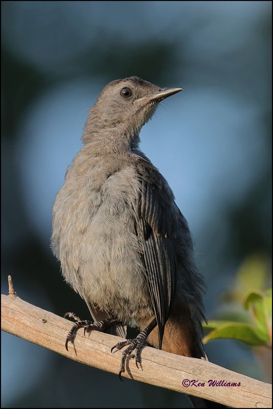 Gray Catbird, Rogers Co yard, OK, 8-20-2023z_3495.jpg