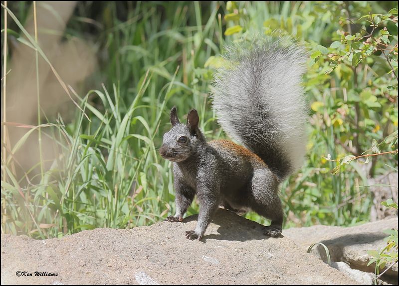 Abert's Squirrel, Capulin Spring, Sandia Mts, NM, 9-8-2023_4385Dz.jpg