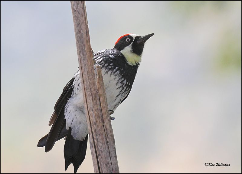 Acorn Woodpecker male, Portal, AZ, 8-29-2023_2829Dz.jpg