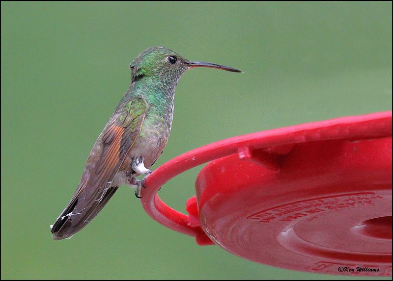 :Berylline Hummingbird: