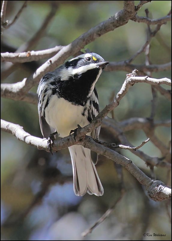 Black-throated Gray Warbler, Pardise, AZ, 8-27-2023_7262Dz.jpg