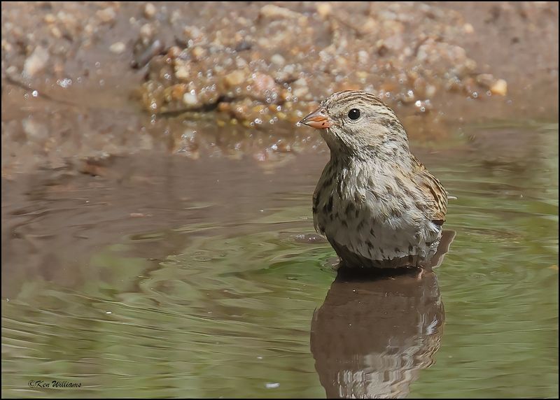 Brewer's Sparrow, Barfoot Park, AZ, 8-30-2023_4875Dz.jpg