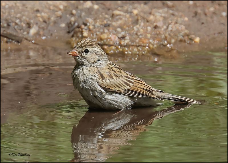 Brewer's Sparrow, Barfoot Park, AZ, 8-30-2023_4883Dze.jpg