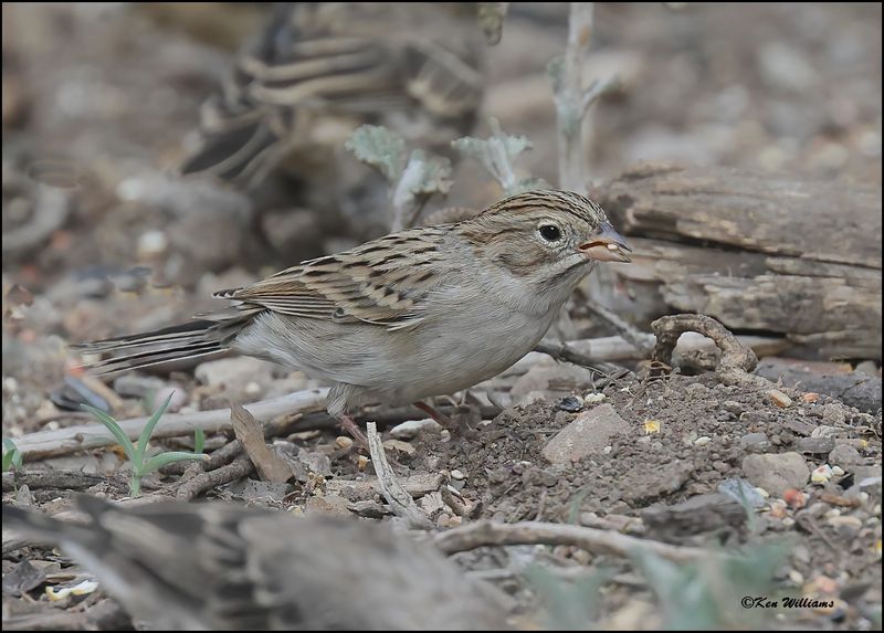 Brewer's Sparrow, Pardise, AZ, 8-27-2023_8769Dz.jpg