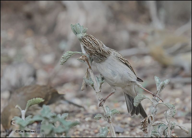 Brewer's Sparrow, Pardise, AZ, 8-27-2023_8776Dz.jpg