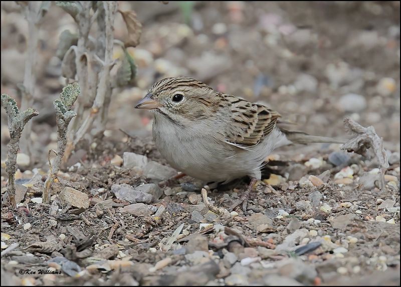 :Brewer's Sparrow:
