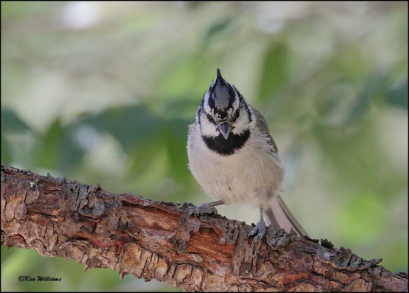 Bridled Titmouse, Pardise, AZ, 8-31-2023_,8115Dz.jpg