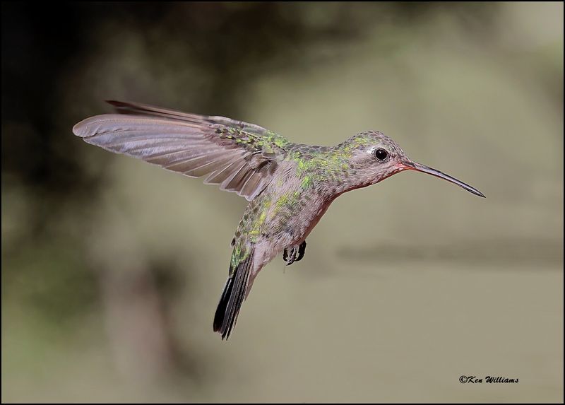 Broad-billed Hummingbird female, Pardise, AZ, 8-26-2023_6125Dz.jpg