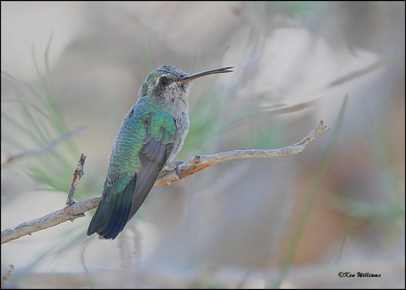 Broad-billed Hummingbird female, Portal, AZ, 8-29-2023_2493Dz.jpg