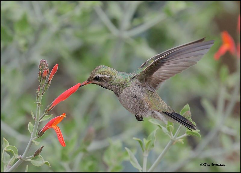 Broad-billed Hummingbird immature male, Ash Canyon, AZ, 9-1-2023_0073Dz.jpg