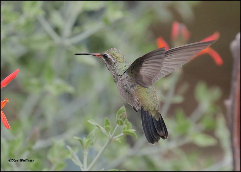Broad-billed Hummingbird immature male, Ash Canyon, AZ, 9-1-2023_0086Dz.jpg