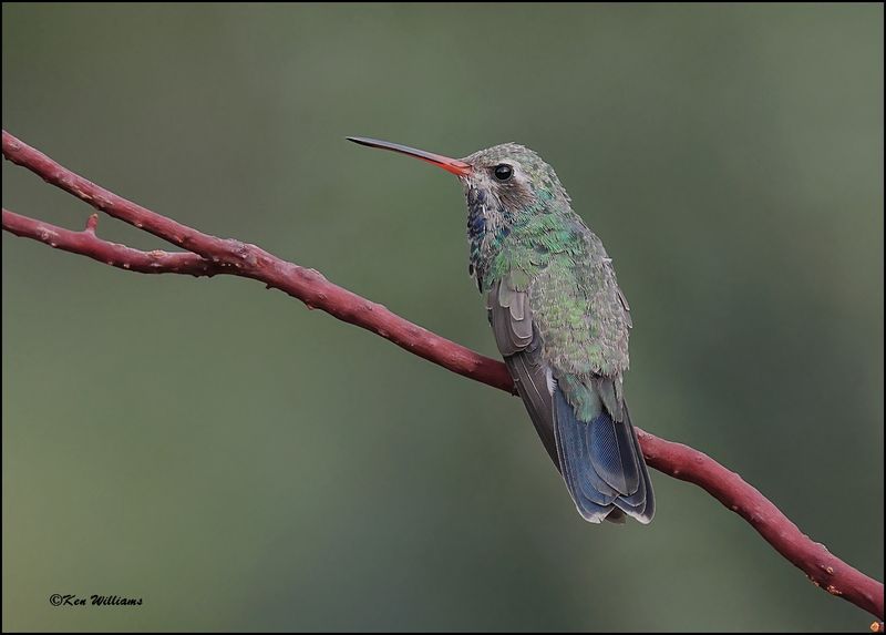 Broad-billed Hummingbird immature male, Ash Canyon, AZ, 9-1-2023_0166Dz.jpg