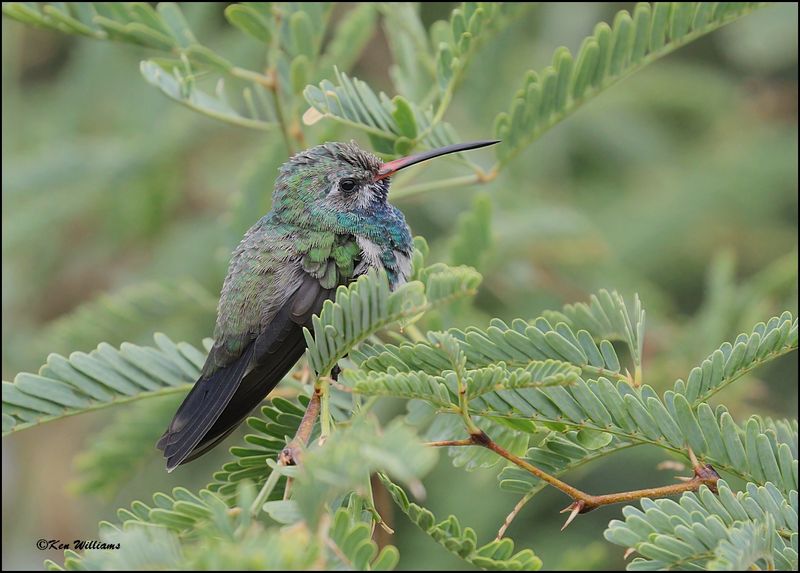 Broad-billed Hummingbird immature male, Ash Canyon, AZ, 9-1-2023_0783Dz.jpg