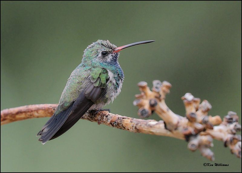 Broad-billed Hummingbird immature male, Ash Canyon, AZ, 9-1-2023_0794Dz.jpg