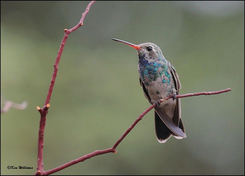 Broad-billed Hummingbird immature male, Ash Canyon, AZ, 9-1-2023_1152Dz.jpg