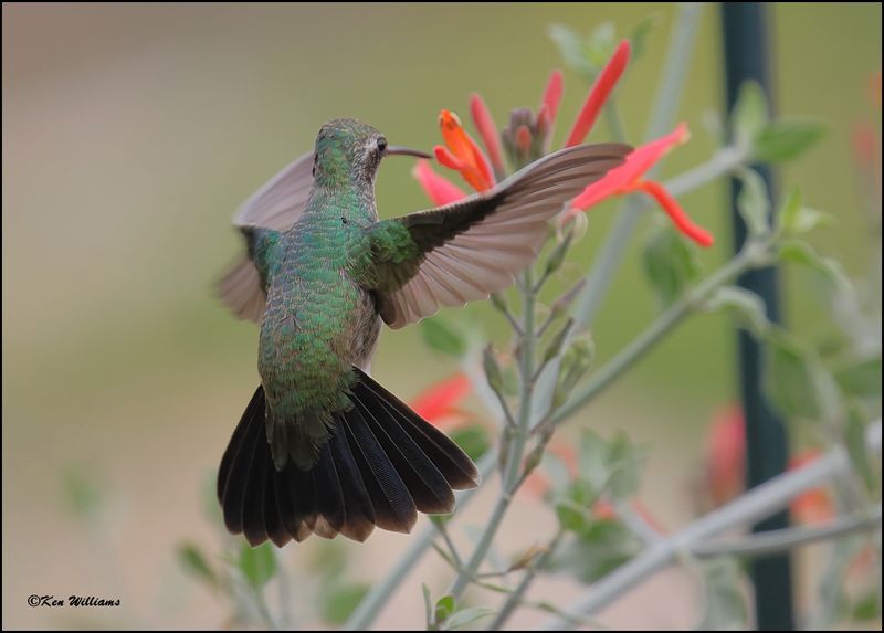 Broad-billed Hummingbird immature male, Ash Canyon, AZ, 9-1-2023_1211Dz.jpg