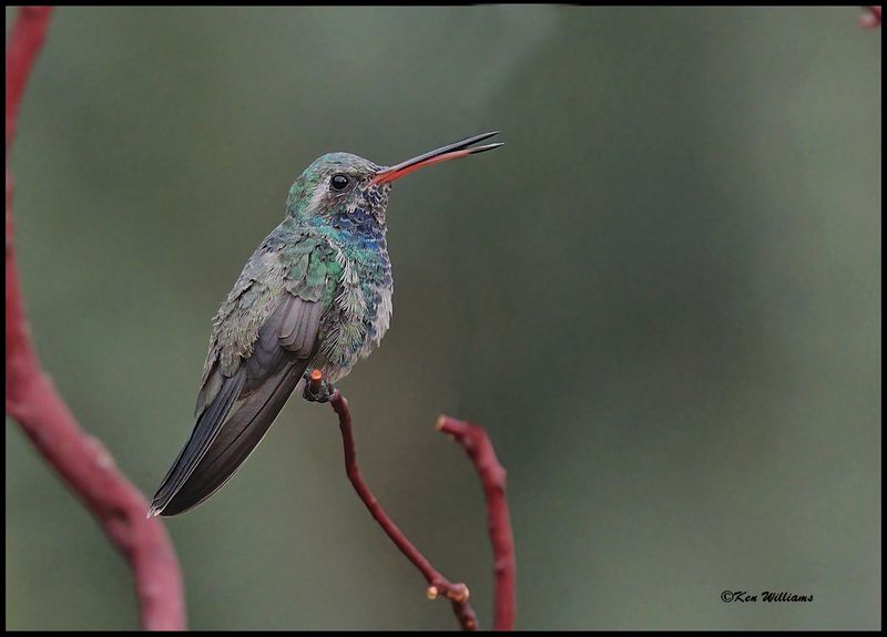 Broad-billed Hummingbird immature male, Ash Canyon, AZ, 9-1-2023_9271Dz.jpg