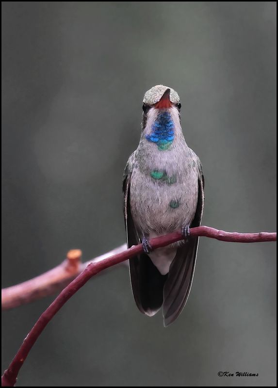 Broad-billed Hummingbird immature male, Ash Canyon, AZ, 9-1-2023_9398Dz.jpg