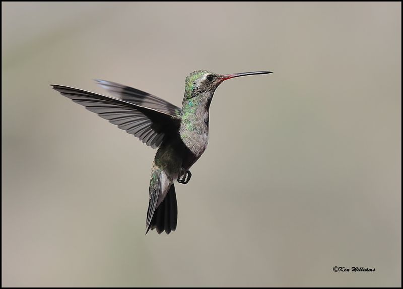 Broad-billed Hummingbird immature male, Paradise, AZ, 8-29-2023_3999Dz.jpg