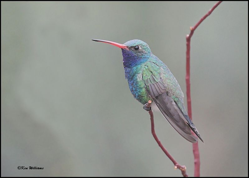 Broad-billed Hummingbird male, Ash Canyon, AZ, 9-1-2023_0921Dz.jpg
