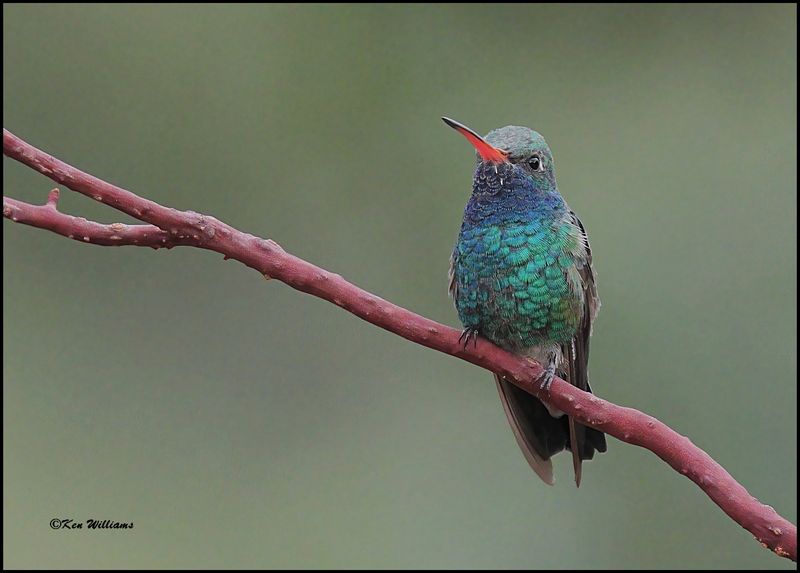 Broad-billed Hummingbird male, Ash Canyon, AZ, 9-1-2023_9512Dz.jpg