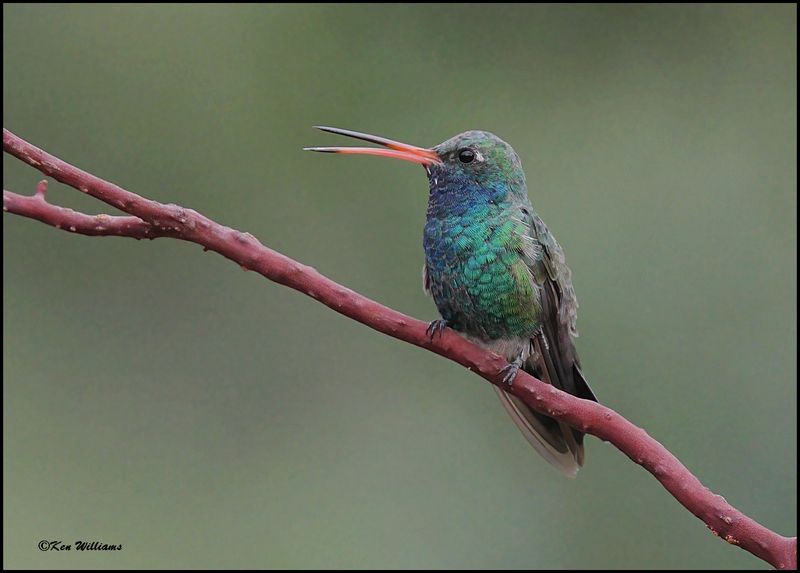 Broad-billed Hummingbird male, Ash Canyon, AZ, 9-1-2023_9556Dz.jpg