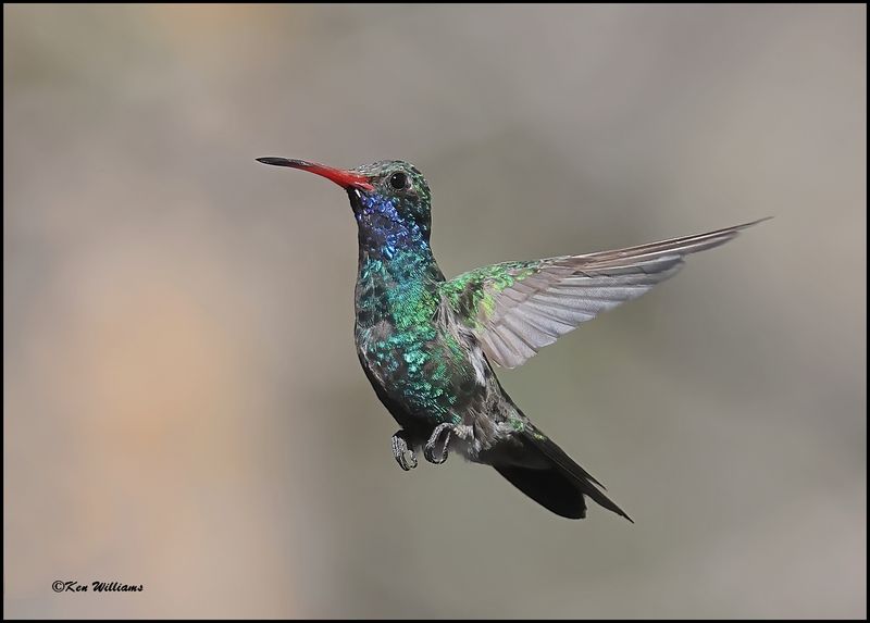 Broad-billed Hummingbird male, Paradise, AZ, 8-29-2023_3873Dz.jpg