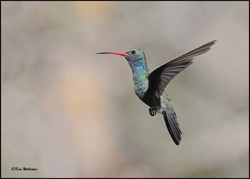 Broad-billed Hummingbird male, Paradise, AZ, 8-29-2023_3880Dz.jpg