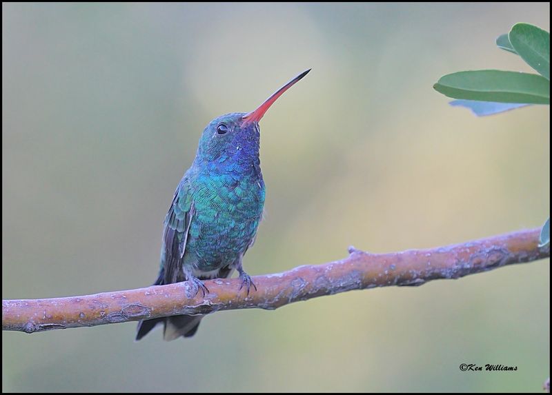 Broad-billed Hummingbird male,3181Dz.jpg