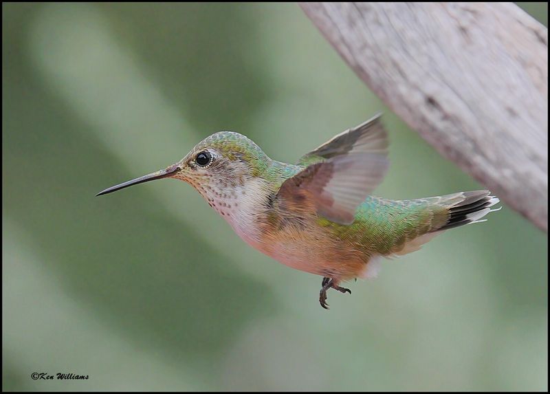 Broad-tailed Hummingbird female, Ash Canyon, AZ, 9-1-2023_9594Dz.jpg