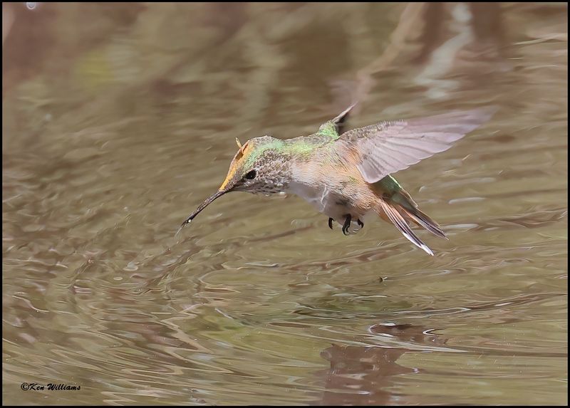 Broad-tailed Hummingbird female, Barfoot Park, AZ, 8-30-2023_5624Dz.jpg