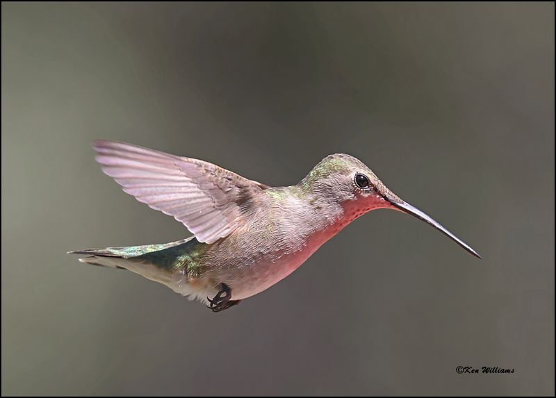 Broad-tailed Hummingbird female, Madera Canyon, AZ, 9-5-2023_3425Dz.jpg