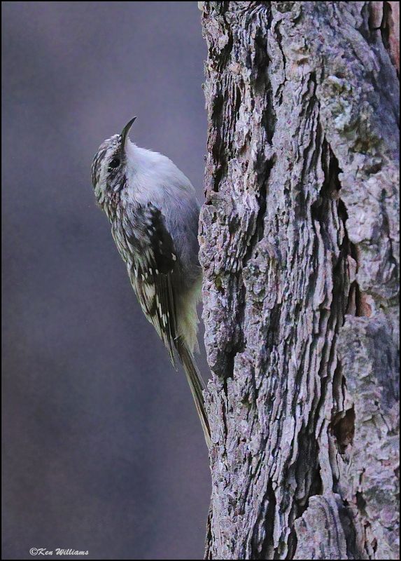 Brown Creeper, Barfoot Park, AZ, 8-30-2023_5683Dz.jpg