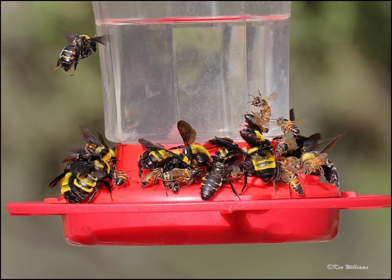 Bumble Bees & Honey Bees, Pardise, AZ, 8-26-2023_6086Dz.jpg
