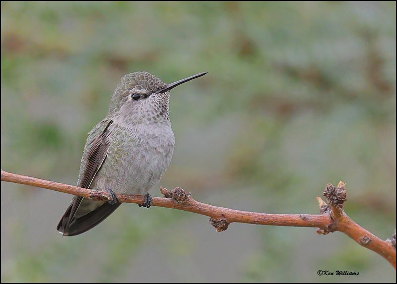Calliope Hummingbird female, Ash Canyon, AZ, 9-1-2023_9574Dz.jpg