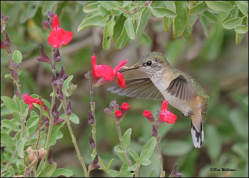 Calliope Hummingbird immature male, Ash Canyon, AZ, 9-1-2023_0935Dz.jpg