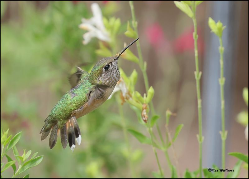 Calliope Hummingbird immature male, Ash Canyon, AZ, 9-1-2023_1314Dz.jpg