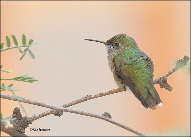 Calliope Hummingbird immature male, Ash Canyon, AZ, 9-1-2023_1358Dz.jpg