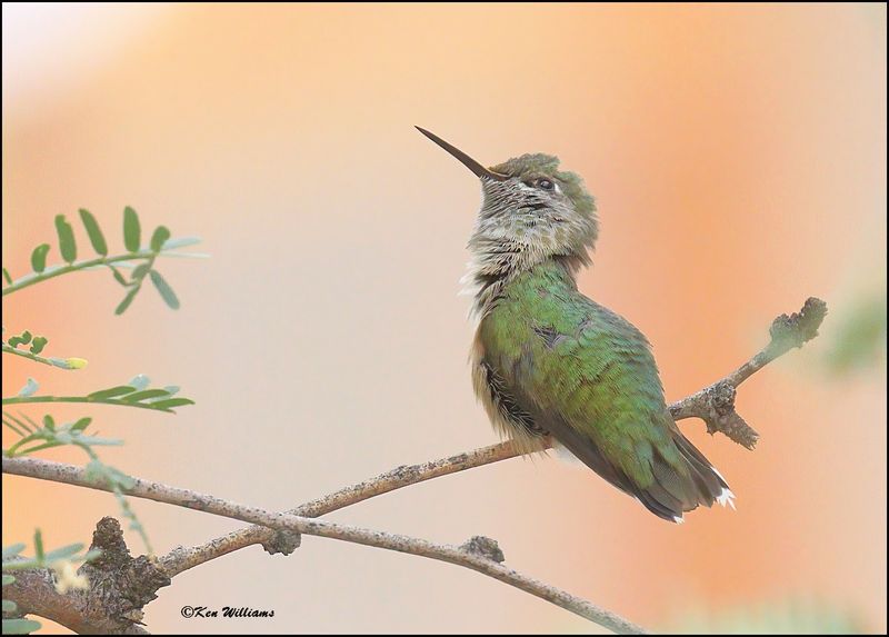 Calliope Hummingbird immature male, Ash Canyon, AZ, 9-1-2023_1362Dz.jpg