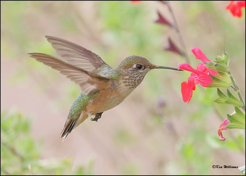 Calliope Hummingbird immature male, Ash Canyon, AZ, 9-1-2023_1379Dz.jpg