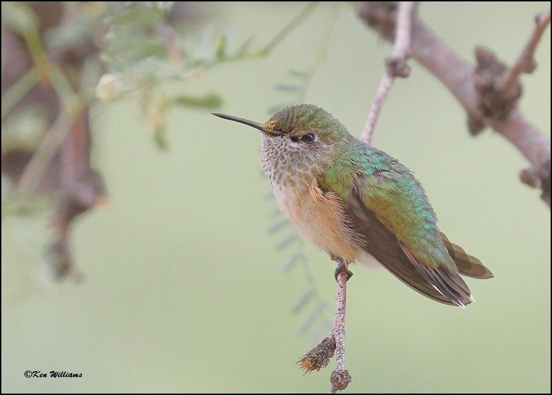 Calliope Hummingbird immature male, Ash Canyon, AZ, 9-1-2023_1453Dz.jpg