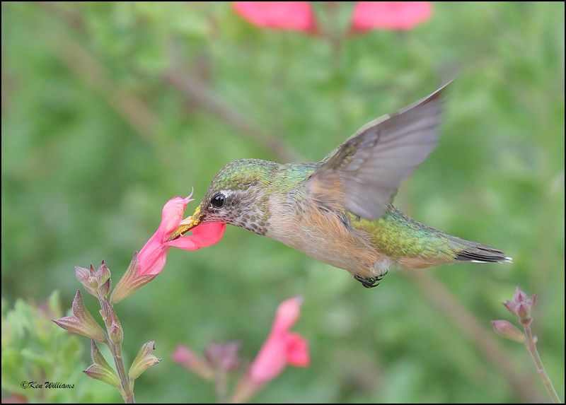 Calliope Hummingbird immature male, Ash Canyon, AZ, 9-1-2023_8844Dz.jpg