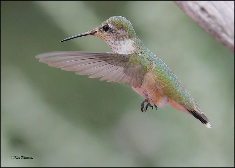 Calliope Hummingbird immature male, Ash Canyon, AZ, 9-1-2023_9583Dz.jpg