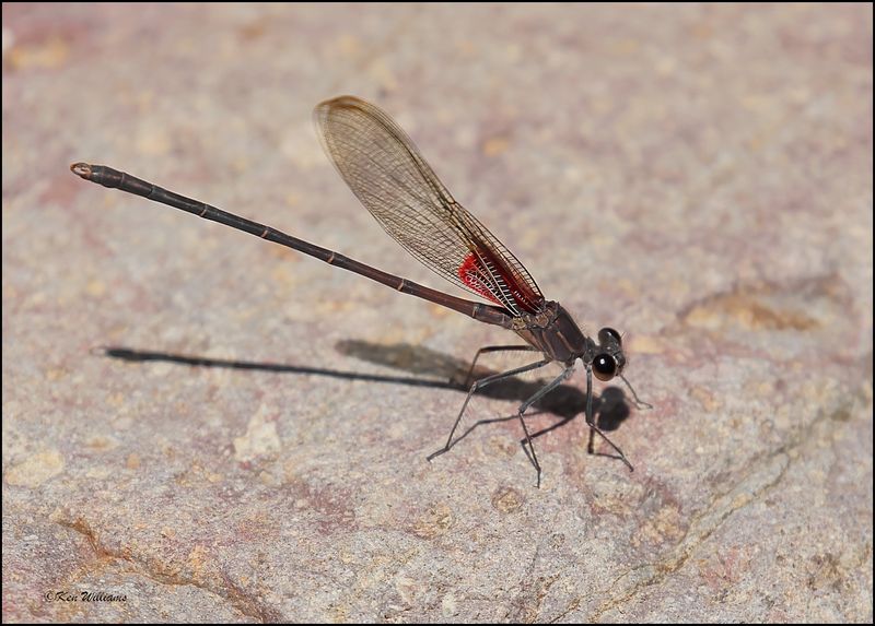 Canyon Rubyspot, Pardise, AZ, 8-27-2023_7318Dz.jpg