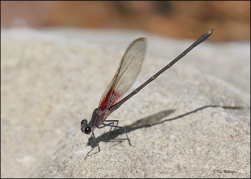 Canyon Rubyspot, Pardise, AZ, 8-27-2023_7414Dz.jpg