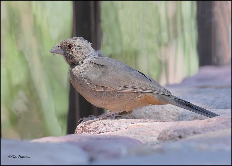 Canyon Towhee, Portal, AZ, 8-29-2023_2885Dz.jpg