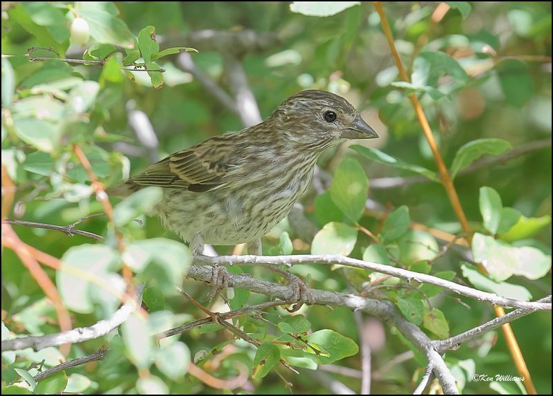 Cassiln's Finch female, Sandia Peak, NM, 8-25-2023_3781Dz.jpg