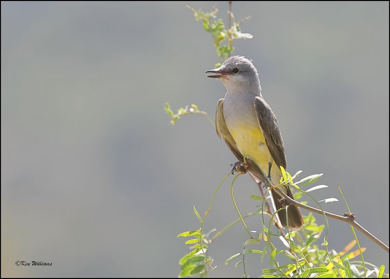 Cassin's Kingbird, Portal, AZ, 8-29-2023_3382Dz.jpg